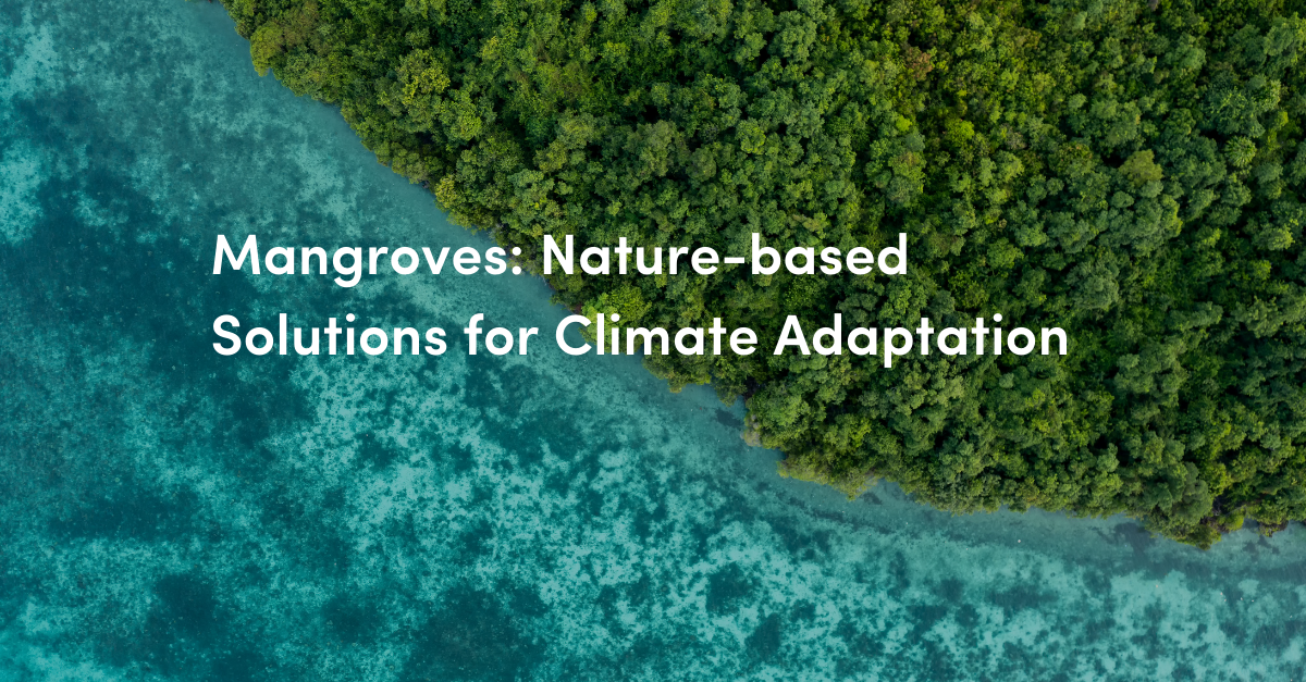 Dana Mangrove Blog Covers (4)